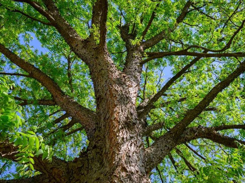 Glasajte za 'Stablo godine u BiH', Grad Mostar nominirao tri stabla